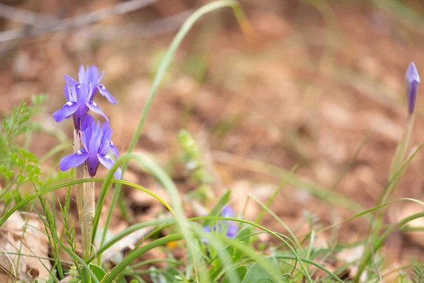 Two Moraea Sisyrinchium Gynandriris Sisyrinchium Also Known Barbary Nut Wild — Stock Photo, Image