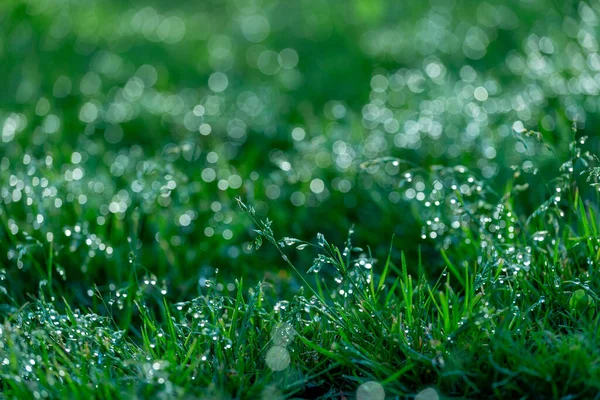 Cold Colored Grass Bokeh Abstract Background Outdoor Drop Blurred Spring — Stock Photo, Image