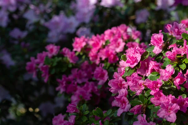 Arbustos Flores Azálea Selecionadas Cor Rosa Jardim Botânico Kiev Ucrânia — Fotografia de Stock