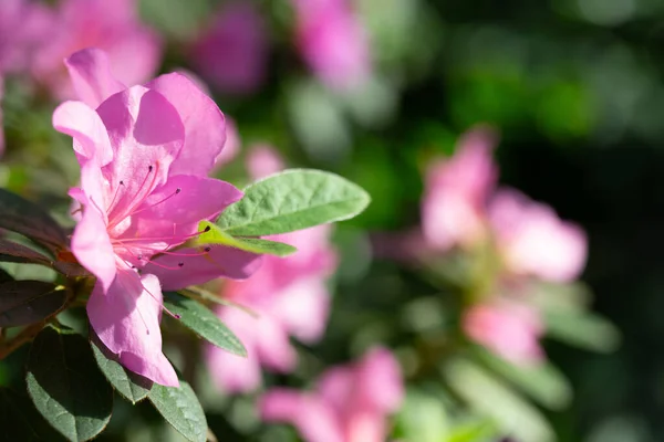 Azálea Flores Jardim Botânico Kiev Ucrânia Uma Flor Azálea Fundo — Fotografia de Stock