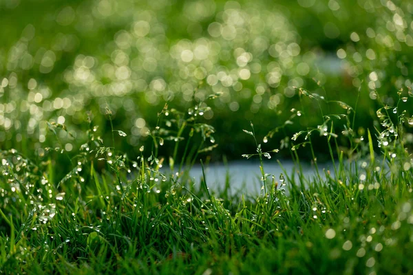 Bright Green Yellowish Blurred Grass Background Water Drops — Stock Photo, Image