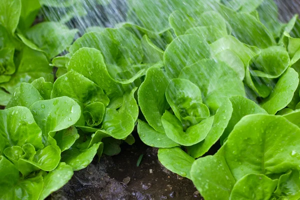 Малые салатные растения — стоковое фото