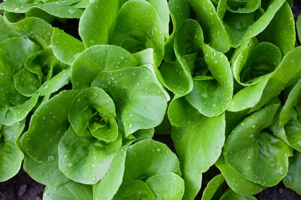 Felülről shot nedves kis saláta — Stock Fotó