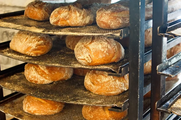 Freshly baked artisanal rustic bread loafs — Stock Photo, Image