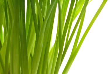 taze yeşil chives