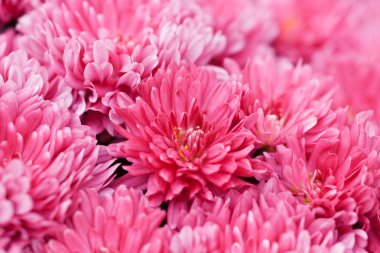 pembe krizantem arka plan