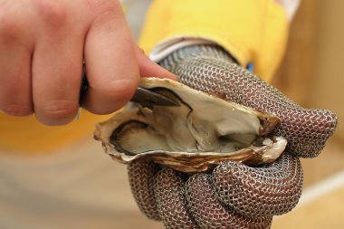 Fresh oyster held open with a oyster knife clipart