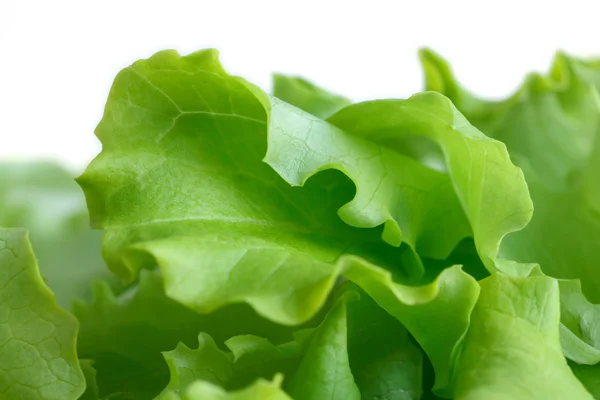 Detail of fresh leaf lettuce with white background — Stock Photo, Image