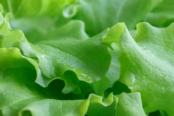 Detalle de lechuga de hoja fresca con gotas de agua — Foto de Stock