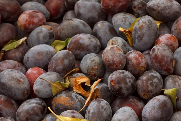 stock image Wicker basket full of freshly collected purple plums