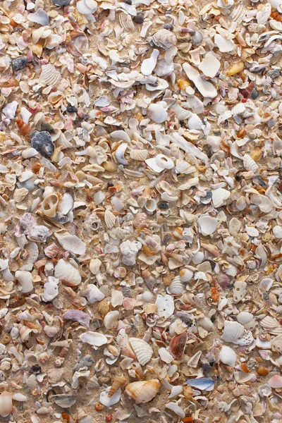 Seashells mixed with beach sand — Stock Photo, Image