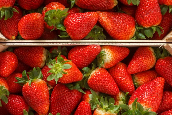 Erdbeeren — Stockfoto