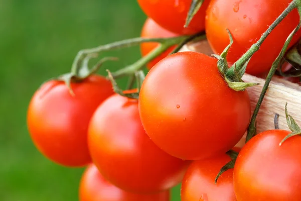 Lovely fresh small red tomatoes on the vine. With out of focus grass in the background. — Stock Photo, Image