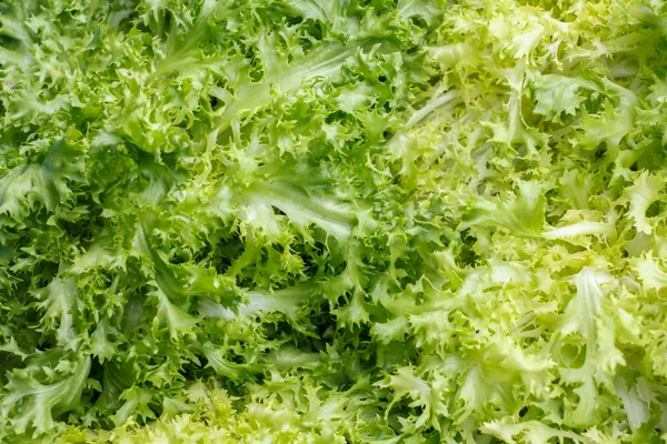 Lots of curly lettuce shot from above. — Stock Photo, Image