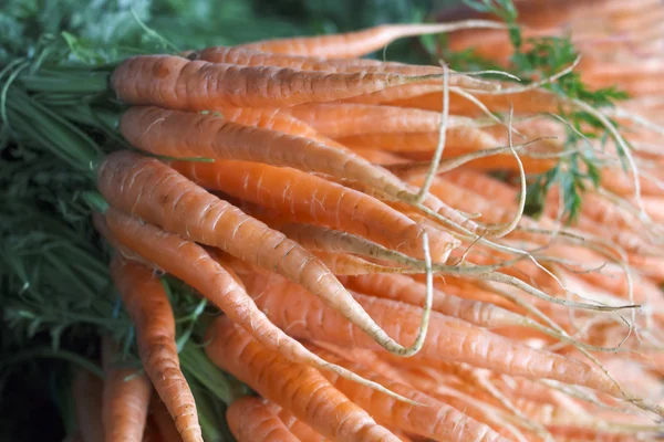 Very large bunch of carrots stacked in a heap. Selective focus with background blur. — Stock Photo, Image