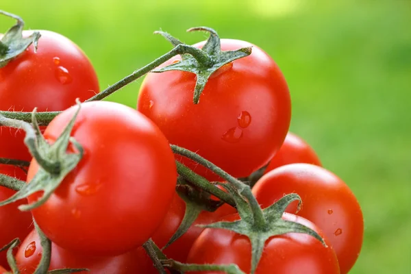 Lovely fresh small red tomatoes on the vine. With out of focus grass in the background. — Stock Photo, Image