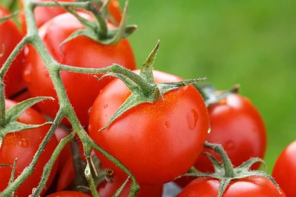 Encantadores tomates rojos pequeños frescos en la vid. Con césped fuera de foco en el fondo . — Foto de Stock