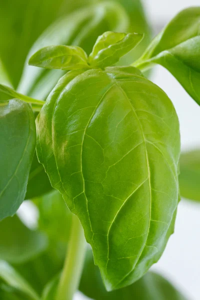 Détail d'une grande feuille sur une plante de basilic. Fond blanc . — Photo