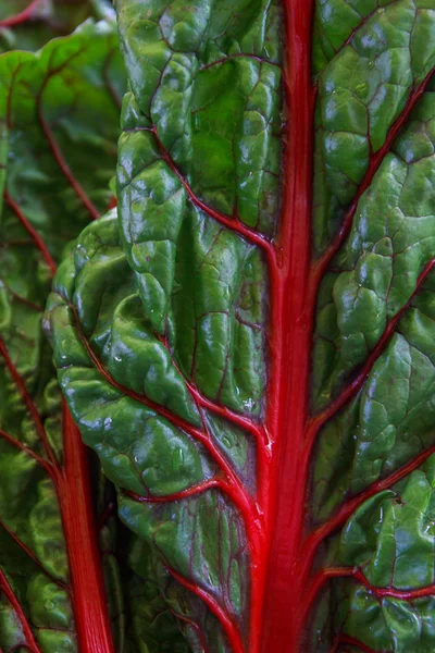 Detail of fresh layered  leaves of chard — Stock Photo, Image