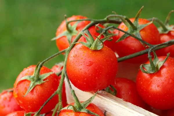 Jolies petites tomates rouges fraîches sur la vigne . — Photo