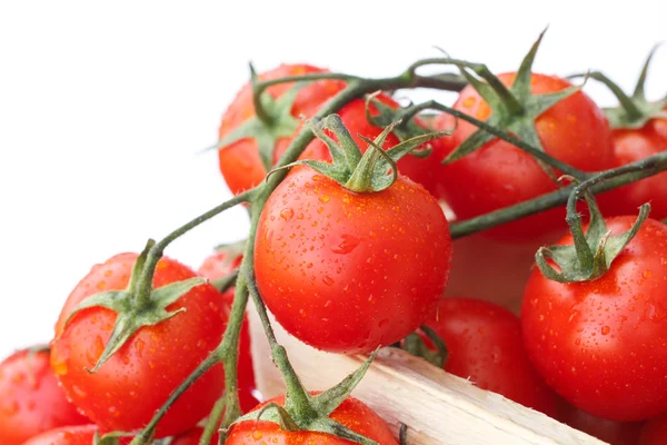Jolies petites tomates rouges fraîches sur la vigne. Avec fond blanc . — Photo