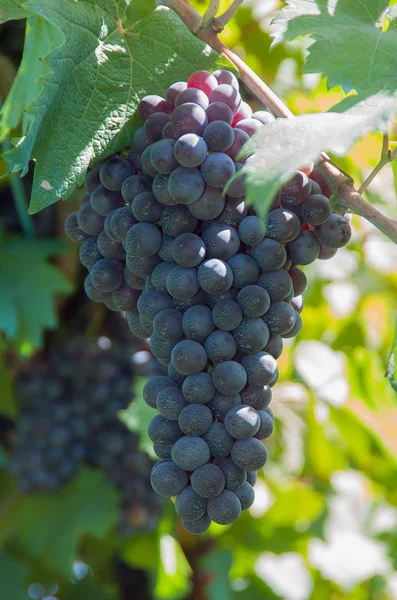 Rote Lambrusco-Traube — Stockfoto