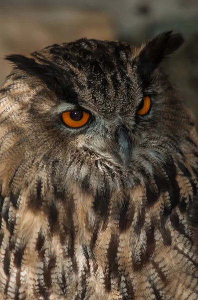 Great Horned Owl — Stockfoto