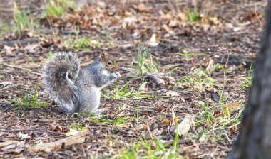 Central Park'ta sincap