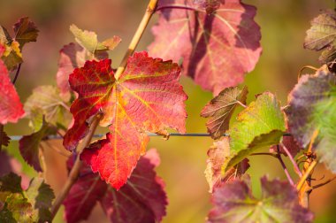 Sonbahar sezonu bağ