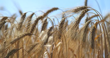 Mavi gökyüzü ile altın buğday tarlası