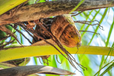 Palmiye yaprak beyaz arka aydınlatma