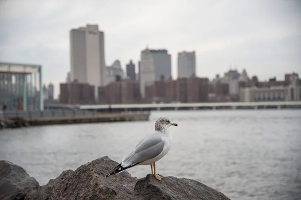 Gaviota cerca del agua —  Fotos de Stock