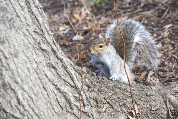 Écureuil à Central Park — Photo