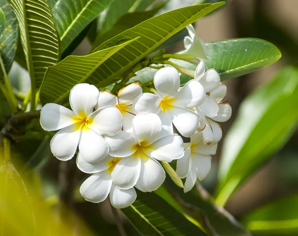 Weiße Blüte — Stockfoto