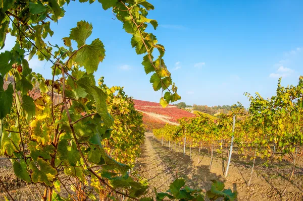 Vineyard in autumn — Stock Photo, Image