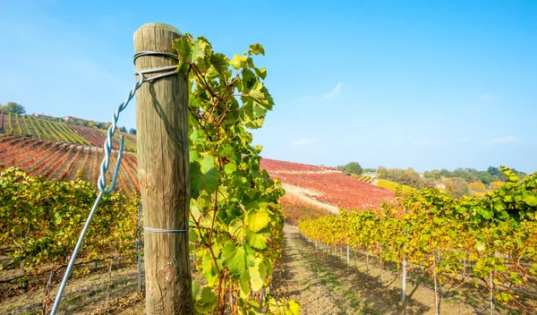 Vineyard in autumn — Stock Photo, Image