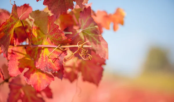 Wijngaard in de herfst seizoen — Stockfoto