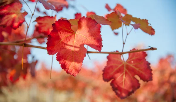 Wijngaard in de herfst seizoen — Stockfoto