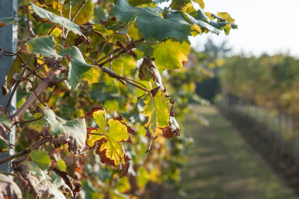 Vineyard in autumn — Stock Photo, Image