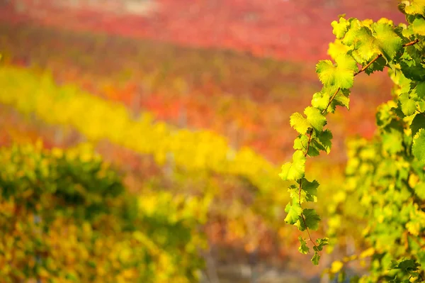 Vineyard in autumn — Stock Photo, Image