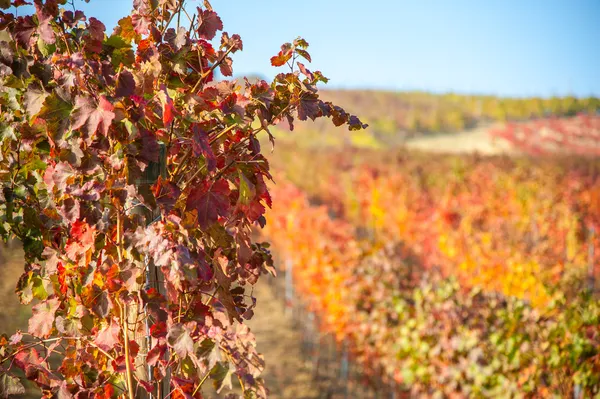 Viñedo en temporada de otoño —  Fotos de Stock