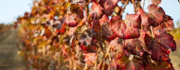 Виноградник в осенний сезон — стоковое фото