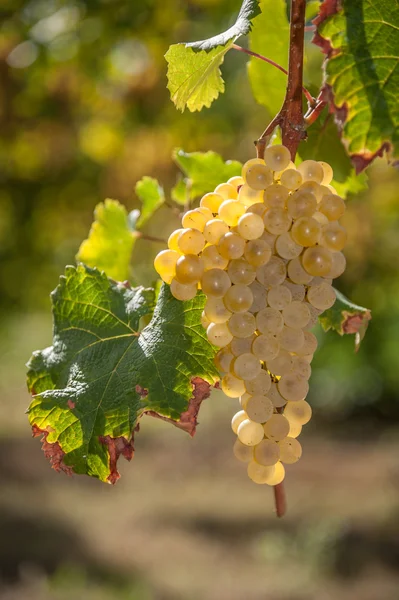 Uvas blancas —  Fotos de Stock