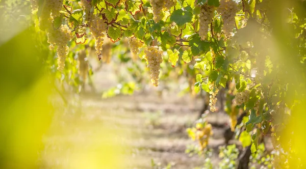 Vineyard in autumn — Stock Photo, Image