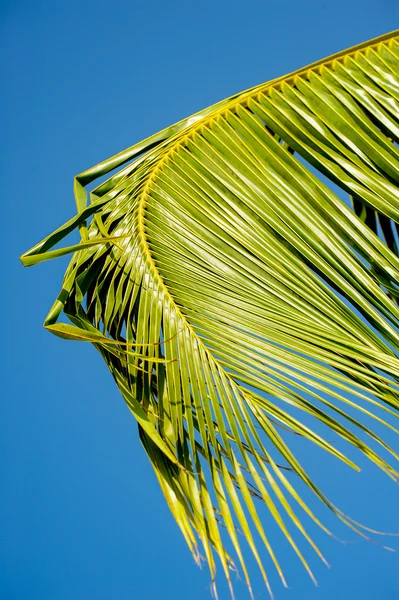 Feuille de palmier fouet arrière lumière — Photo