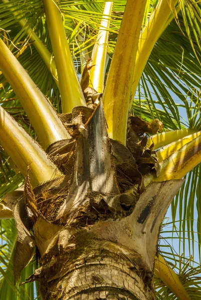Palmblätter Stockbild