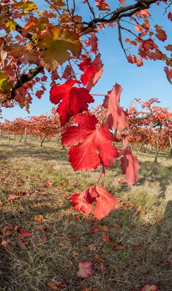 Виноградник восени Ліцензійні Стокові Фото