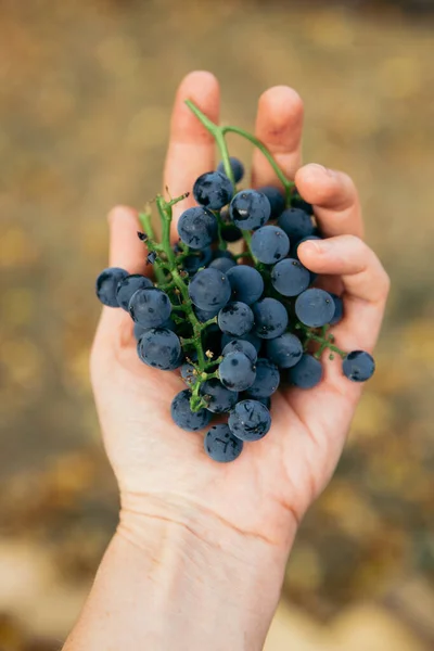 Uva Azzurra Giardino Una Mano — Foto Stock