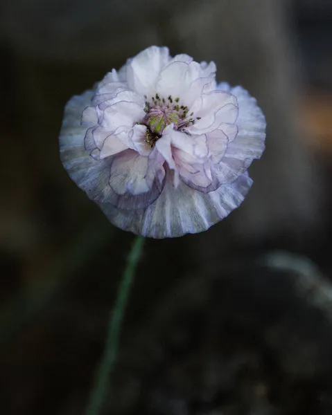 Flor Papoula Cinza Incrível Papaver Rhoeas — Fotografia de Stock