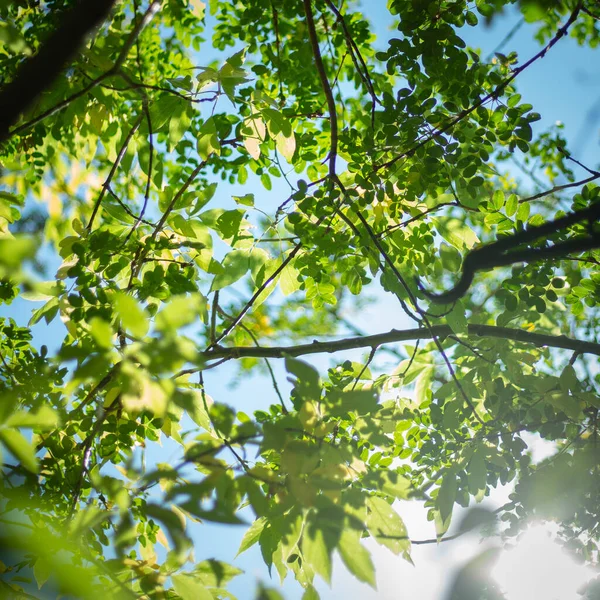 Sluneční Světlo Skrze Zelené Listy Stromů Textury — Stock fotografie